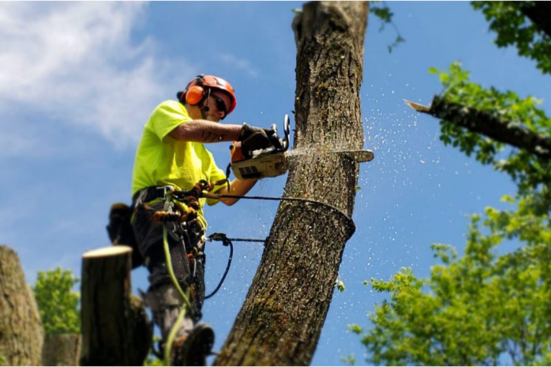 tree lopping